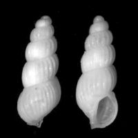 Parthenina pirinthella 